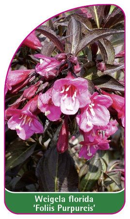 Weigela florida 'Foliis Purpureis'