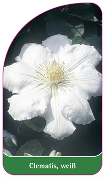 Clematis, weiß