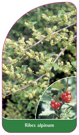 Ribes alpinum