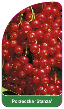 Rybíz 'Stanza'