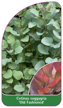 Cotinus coggygria 'Old Fashioned'