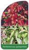 Parthenocissus quinquefolia