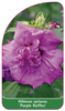 Hibiscus syriacus 'Purple Ruffles'