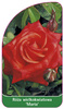 Róza wielkokwiatowa 'Maria' Nr. 543