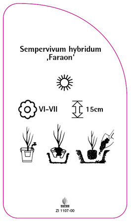 Sempervivum hybridum ,Faraon'