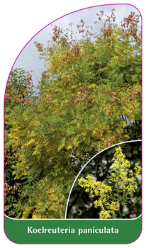 Koelreuteria  paniculata