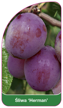 Śliwa 'Herman'