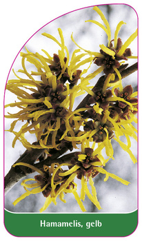 Hamamelis, gelb