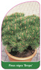 Pinus nigra 'Brepo'