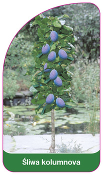 Śliwa kolumnowa