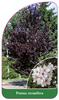 Prunus carasifera