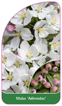 Malus 'Adirondac'