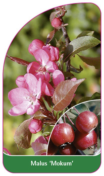 Malus 'Mokum'