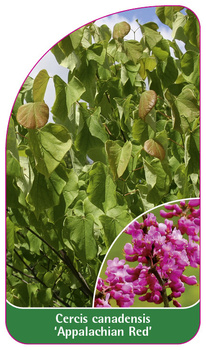 Cercis canadensis 'Appalachian Red'