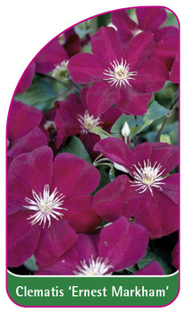 Clematis 'Ernest Markham'