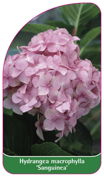 Hydrangea macrophylla 'Sanguinea'