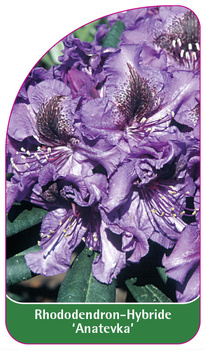 Rhododendron-Hybride 'Anatevka'