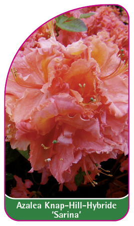 Azalea Knap-Hill-Gybride 'Sarina'