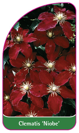 Clematis 'Niobe'
