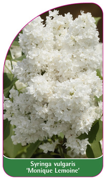 Syringa vulgaris 'Monique Lemoine'