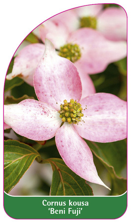Cornus kousa 'Beni Fuji'