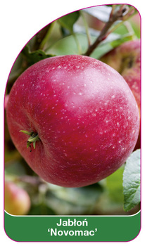 Jablon 'Novomac'