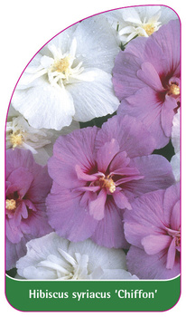 Hibiscus syriacus 'Chiffon'