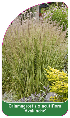 Calamagrostis x acutiflora 'Avalanche'