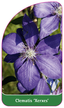 Clematis 'Xerxes'