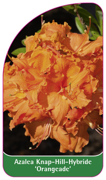 Azalea Knap-Hill-Hybride 'Orangeade'