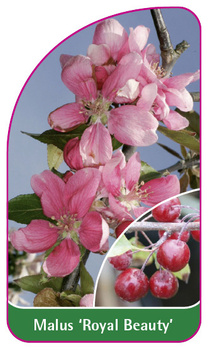 Malus 'Royal Beauty'