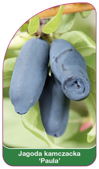Jagoda kamczacka 'Paula'