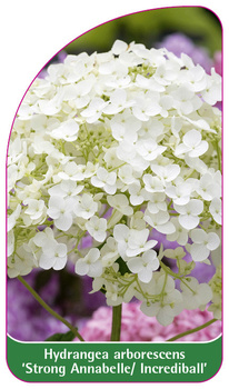 Hydrangea arborescens 'Strong Annabelle/Incrediball'