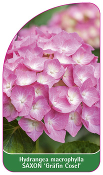 Hydrangea macrophylla SAXON 'Gräfin Cosel'