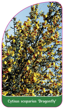 Cytisus scoparius 'Dragonfly'