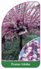 Prunus triloba