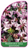 Rhododendron minus (punctatum)