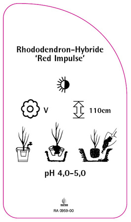 Rhododendron-Hybride 'Red Impulse'