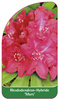 Rhododendron-Hybride 'Mars',