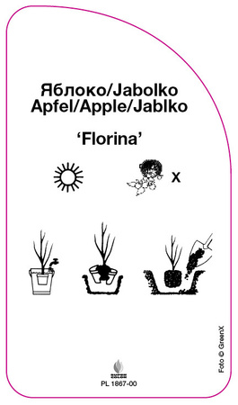 Jablon 'Florina'