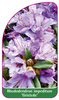 Rhododendron impeditum 'Gristede'