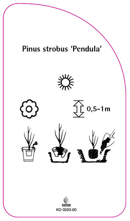 Pinus strobus 'Pendula'