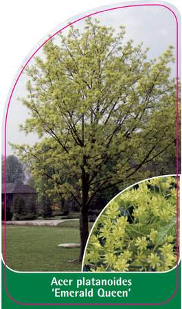 Acer platanoides 'Emerald Queen'