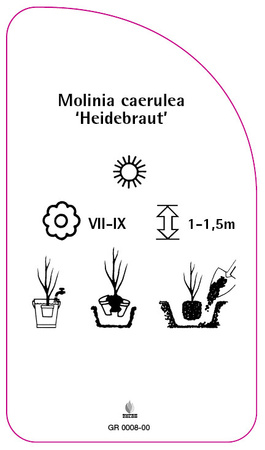 Molinia caerulea 'Heidebraut'