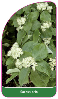 Sorbus aria