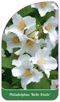 Philadelphus 'Belle Etoile'