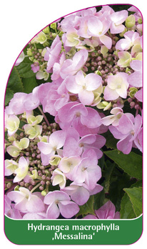 Hydrangea macrophylla ,Messalina'