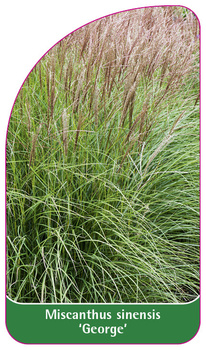 Miscanthus sinensis 'George'