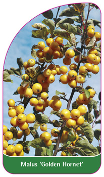 Malus 'Golden Hornet'