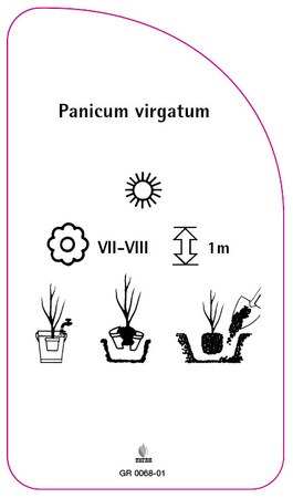 Panicum virgatum